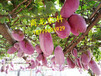 遂川县商龙供应特色山野水果八月瓜种子种苗鲜果