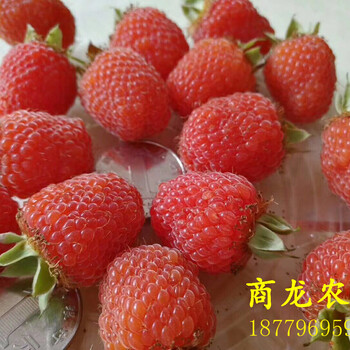 遂川商龍農(nóng)科高產(chǎn)個大酸甜掌葉覆盆子種苗批發(fā)種植