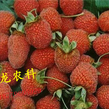 商龙农科供应掌叶覆盆子树莓种苗鲜果
