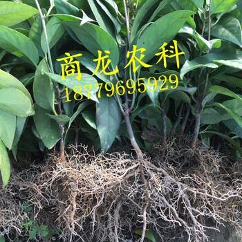 新型特色水果布福娜黑老虎種苗