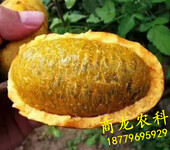 遂川商龙供应优质九月黄九月黄金蕉种子种苗鲜果