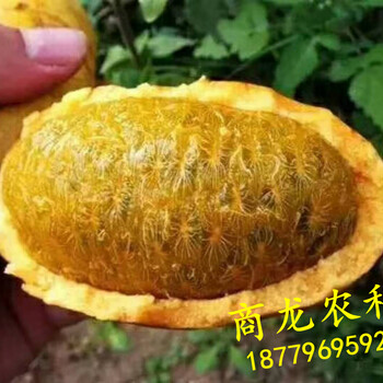 遂川县商龙果业九月黄金蕉九月黄种子种苗九月黄价格批发种植