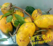 吉安遂川商龙山野特色水果九月黄金蕉种子种苗鲜果
