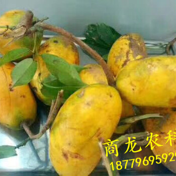 商龙特色水果九月黄金蕉种子种苗批发