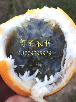 遂川县黄金百香果百香果种子种苗百香果种植批发