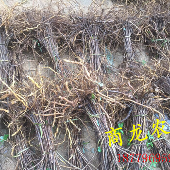 商龍?zhí)厣嗽鹿戏N苗