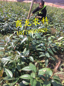 特色山野水果布福娜黑老虎種苗