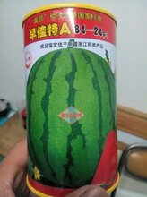 早佳8424西瓜种子价格图片
