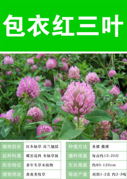三葉草種子怎么種