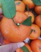 广西热带水果产地代办，大量上市，找广西山山秀果