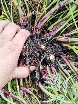 中药材川芎种苗出售川芎种植基地直发，