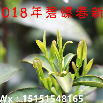 2018年苏州洞庭碧螺春新茶什么时候上市？碧螺春上市时间