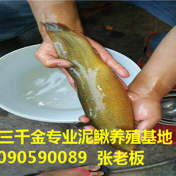 苗種包送貨出售水花苗商丘三千金泥鰍苗養(yǎng)殖場(chǎng)
