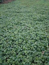 草莓苗多少钱一颗,草莓苗怎么种,草莓苗批发,草莓苗吧,东北草莓苗基地图片