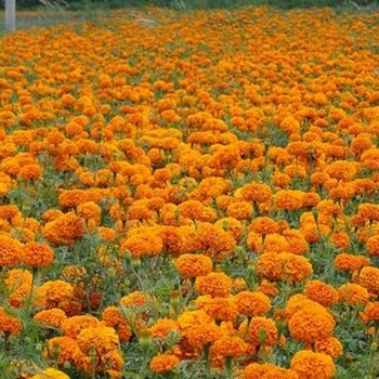 硫化菊圖片