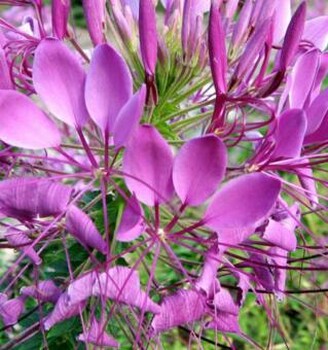 一般波斯菊種子怎么播種發(fā)芽率高