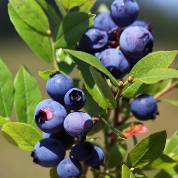 阿根廷鲜食蓝莓进口到青岛天津的操作流程