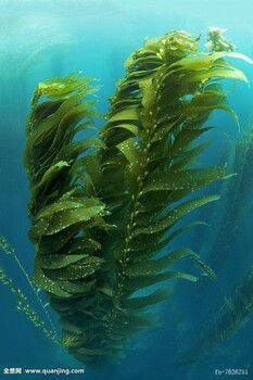 干海藻麒麟菜厦门进口一般贸易的资料有哪些