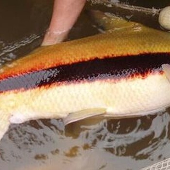 胭脂魚種苗批發(fā)供應(yīng)銷售，胭脂魚苗，一帆風(fēng)順魚觀賞養(yǎng)殖品種