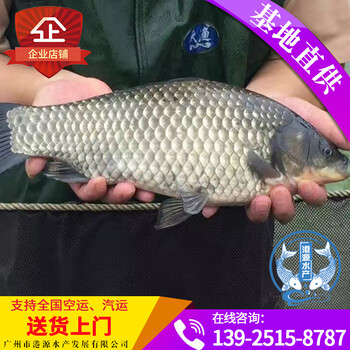 中科3號(hào)鯽魚苗彭澤鯽魚苗湘云鯽魚苗日本白鯽魚苗全國(guó)發(fā)貨