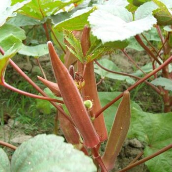 上海紅秋葵價(jià)格