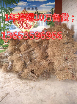高產連翹苗價格0.18元_米徑0.2公分