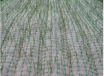 驻马店植物纤维毯多少钱一平方图片0
