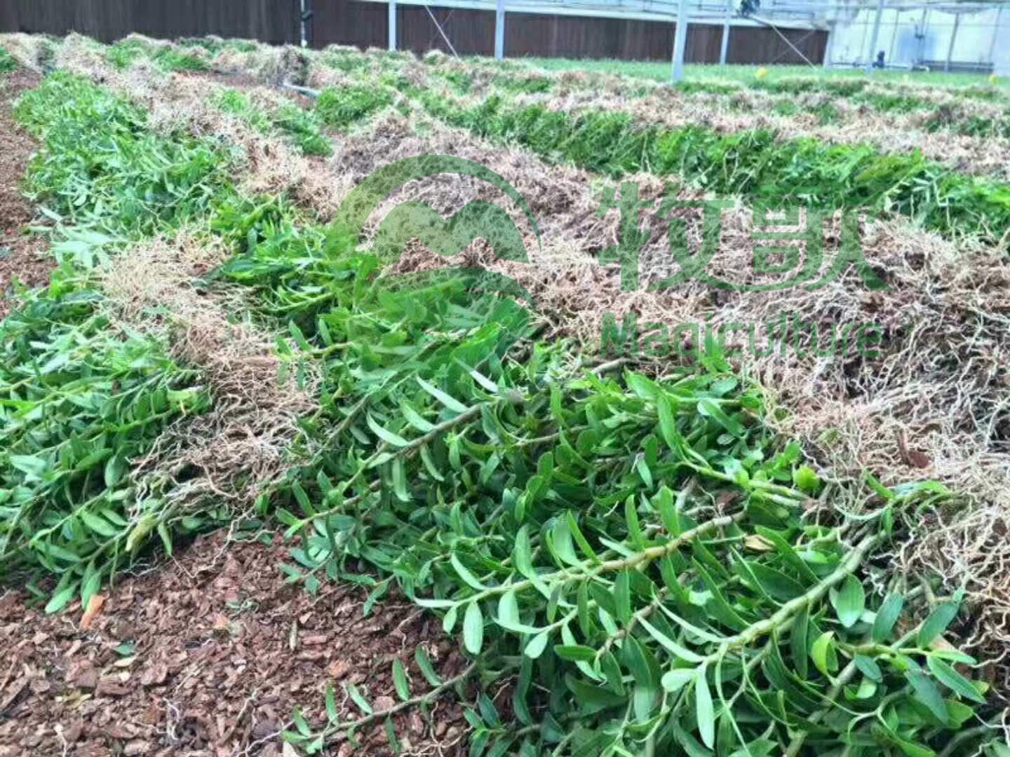 铁皮石斛苗