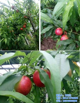 拜農(nóng)桃子中藥葉面肥
