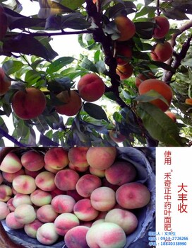 禾奇正葉面肥用在桃子上的效果
