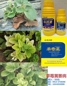 禾奇正草莓葉面肥