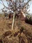 封丘金银花苗四季金银花苗树形金银花苗苗圃基地