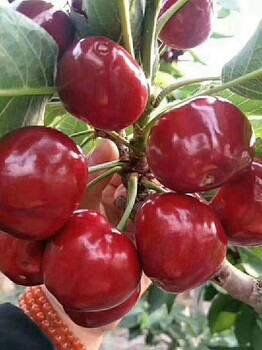 南北生鲜水果供应链：樱桃品种介绍