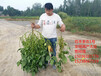 批发供应“百丰圣农1号”高产大豆种子