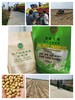 百豐圣農1號——真正高產的大豆