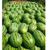 安徽省砀山西瓜种植基地上市价格_砀山西瓜价格是多少