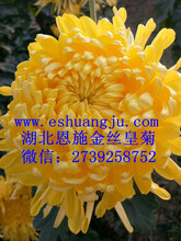 金丝皇菊图片