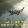 什么地方有鳄鱼出售多少钱一条