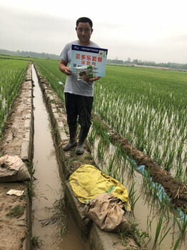 預防小麥稻瘟病蕓多樂水稻抗病套餐