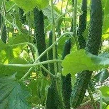 碧格果美多高端微生物菌剂生产厂家图片