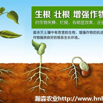 作物生根效果好的產(chǎn)品碧格根倍多生根