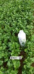 液态氮肥玉米追肥产品碧格缓释液态氮