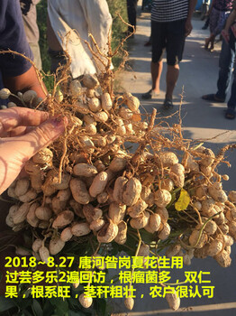花生套餐效果蕓多樂花生高產(chǎn)四遍藥廠家