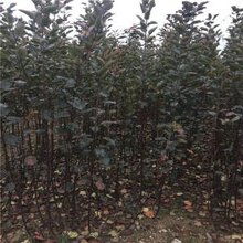临沂兴旺苗木繁育合作社供应美国八号苹果苗图片