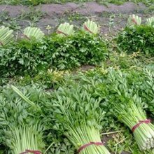 砀山芹菜价格,安徽砀山芹菜价格,砀山芹菜批发价格是多少图片