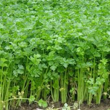 砀山芹菜苗价格是多少?砀山小芹菜批发多少钱一斤图片