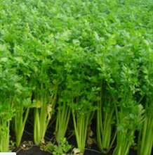 宿州砀山西芹价格是多少钱已经?安徽砀山芹菜价格是多少图片