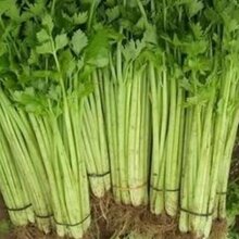 砀山芹菜种植基地代办电话_砀山芹菜基地代办图片