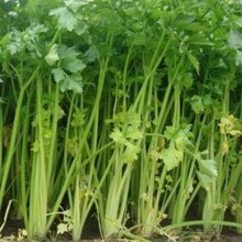 砀山芹菜产地代办电话是多少?砀山芹菜代办电话号码图片