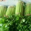 碭山大棚芹菜價格是多少?安徽碭山芹菜大棚種植基地